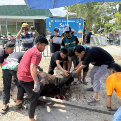 Wahdah Islamiyah Sulteng Sembelih 9 Sapi dan 2 Kambing, Daging Kurban Disalurkan ke Ratusan Warga