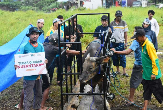 Wahdah Islamiyah Morowali Salurkan 33 Hewan Qurban di Empat Kecamatan