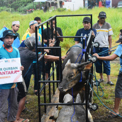 Wahdah Islamiyah Morowali Salurkan 33 Hewan Qurban di Empat Kecamatan